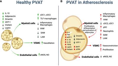 Fat and inflammation: adipocyte-myeloid cell crosstalk in atherosclerosis